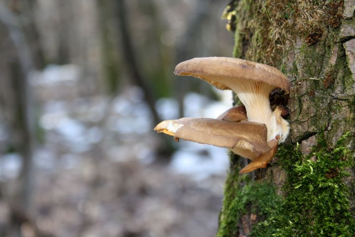 Funghi del parco del ticino da ID